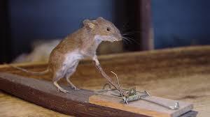 Mausefallen- und Kuriositätenmuseum