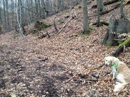 Wildkatzen-Erlebnispfad